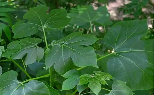 Chaya Leaves for fertility