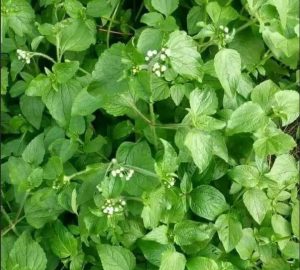 Billy Goat Weed for Fertility