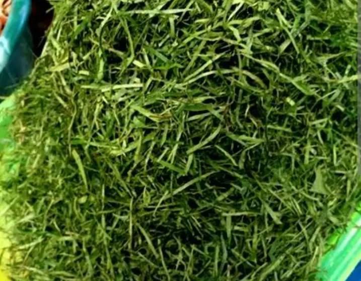 Ukazi leaf benefits on fertility