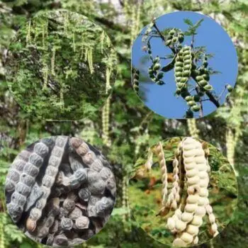 4 Emerging (booni seeds) Acacia nilotica side effects that may be fatal