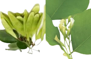 Dangerous Side effects of Indian rosewood fruits on male fertility 6 side effects of Indian rosewood fruits