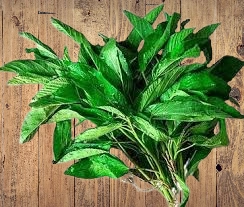 3 Emerging Jute leaves side effects that may be fatal 6 3 Emerging Jute leaves side effects that may be fatal
