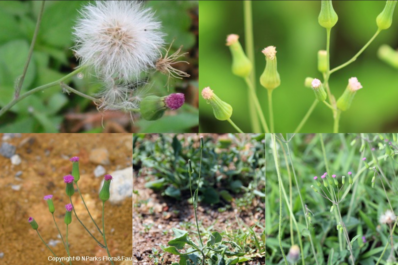 Emilia Sonchifolia for fertility