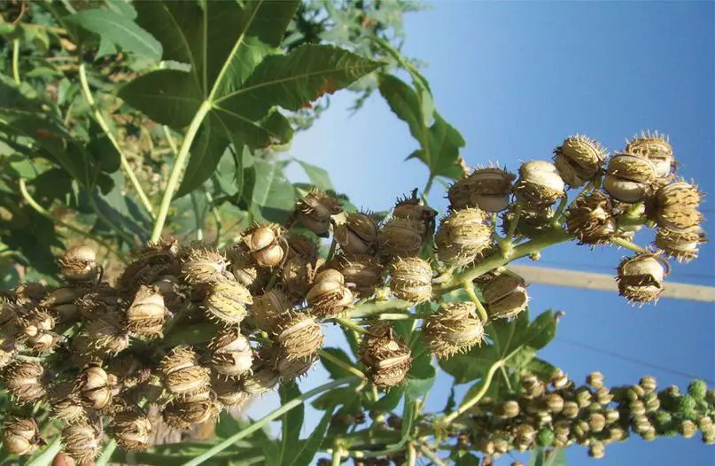 Castor seed for fertility