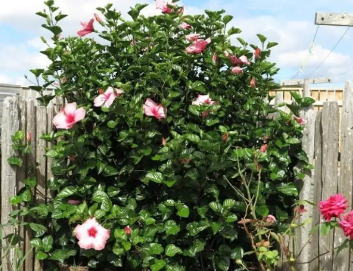 Rosa-Sinensis