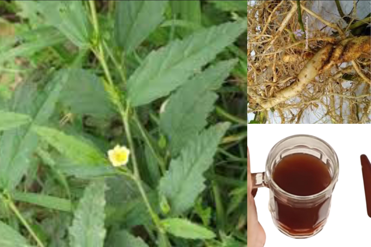 Sida Acuta For Fertility