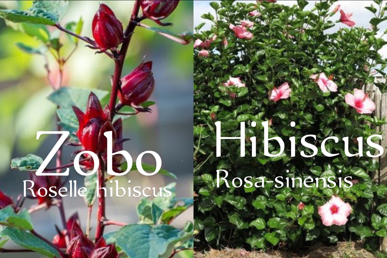 (Zobo) Roselle VS Rosa-Sinensis